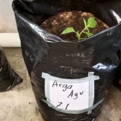 Penanaman Cabai Serentak