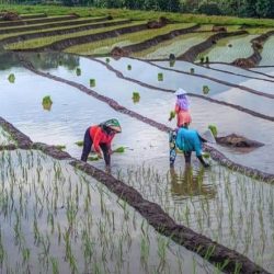 Petani