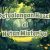 Petualangan Hazel di Hutan Misterius